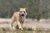 BORDER TERRIER 024